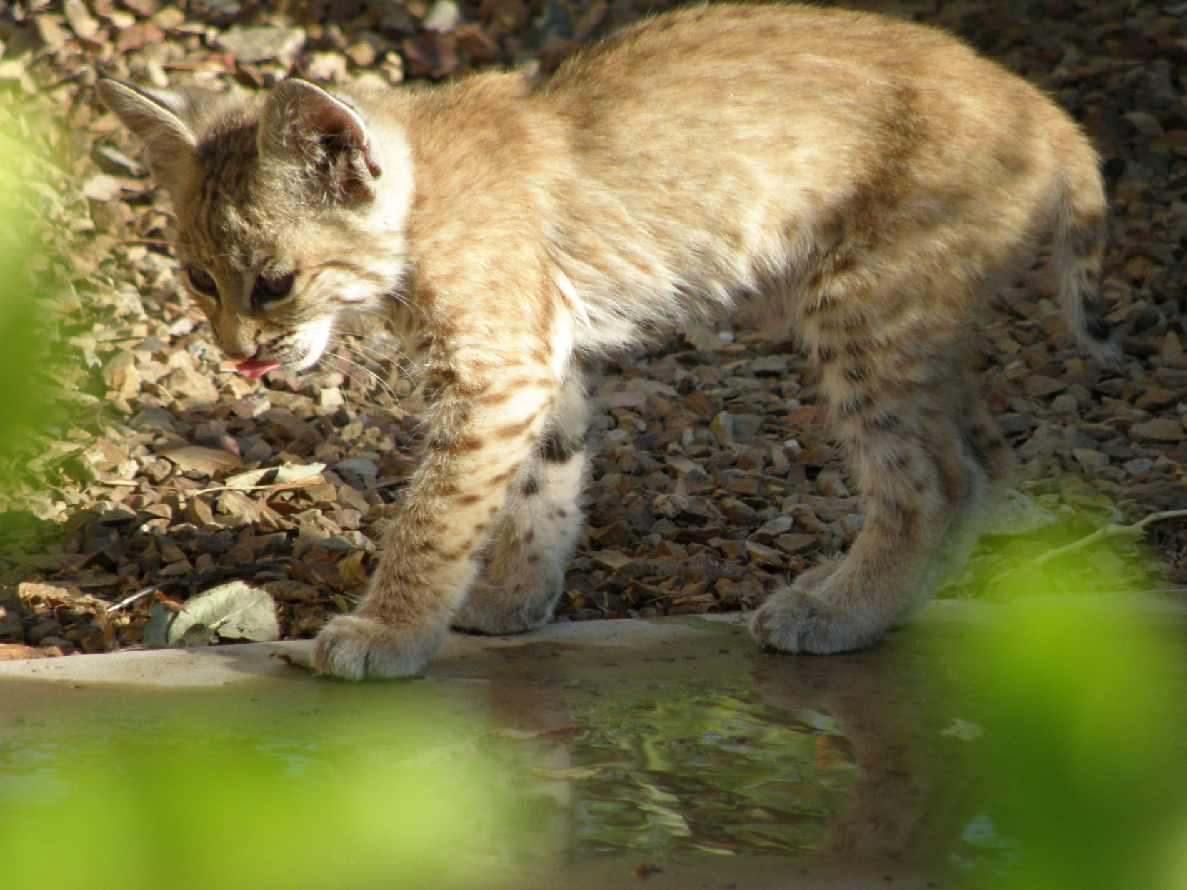 Backyard Bobcats
